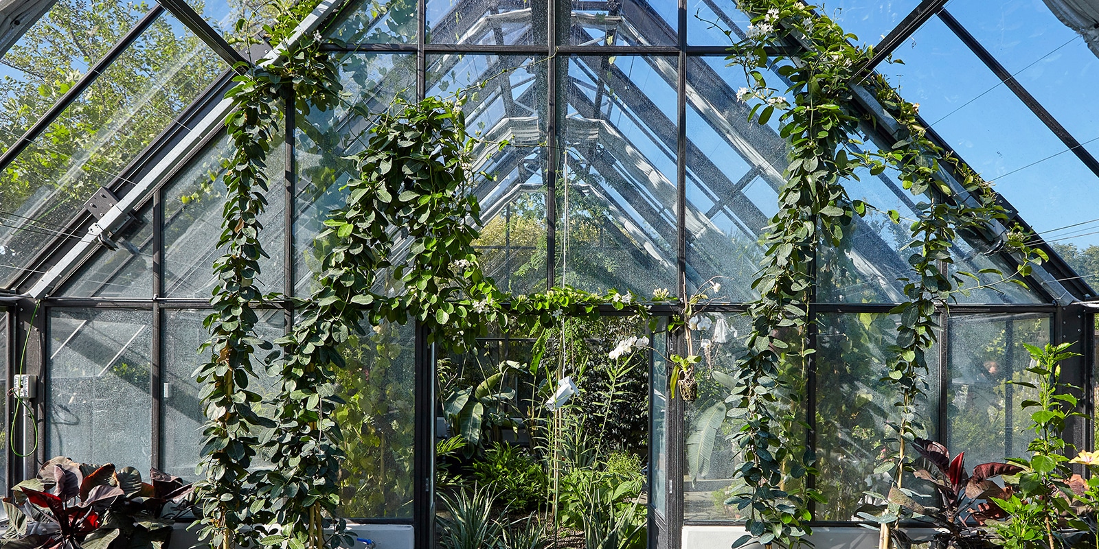 ダヴィネスビレッジ