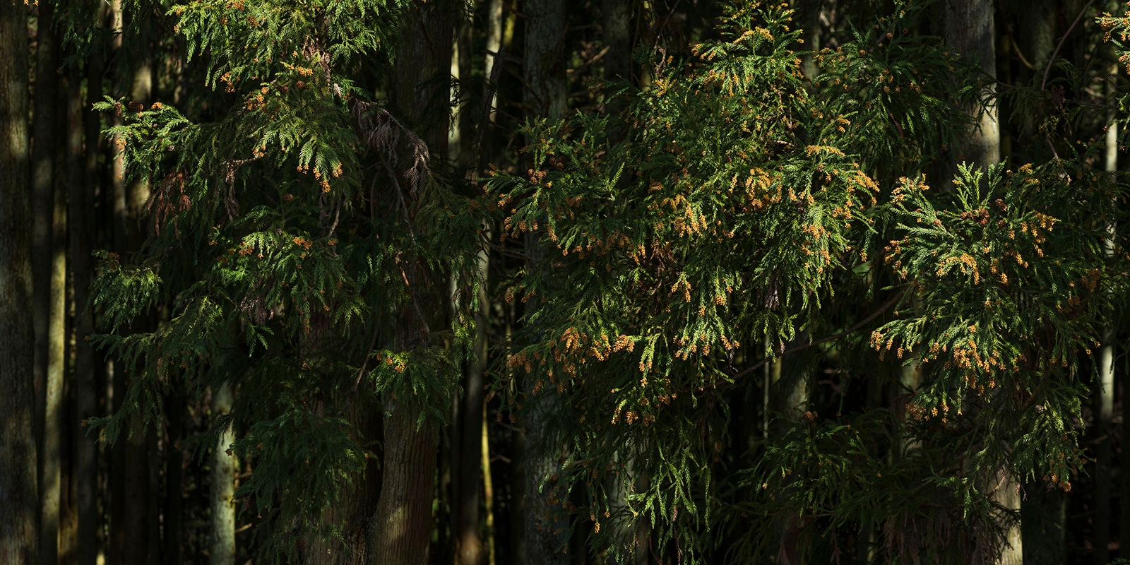 ダヴィネスの花粉シーズンのヘアケア商品