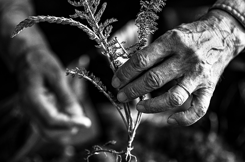 未来へつながる再生型オーガニック農業