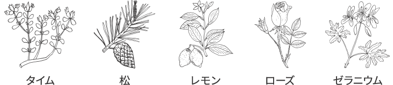 タイム、松、レモン、ローズ、ゼラニウムの葉