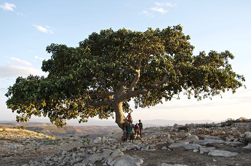 EthioTrees(エチオツリーズ)